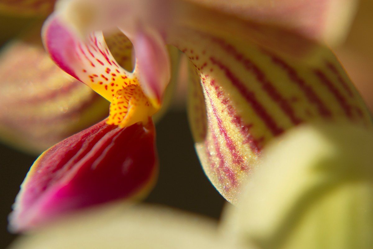 Blurred Mini Orchid Center striped